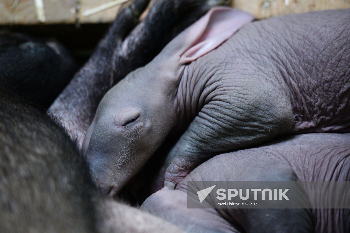 Aardvark twins born at the Yekaterinburg Zoo
