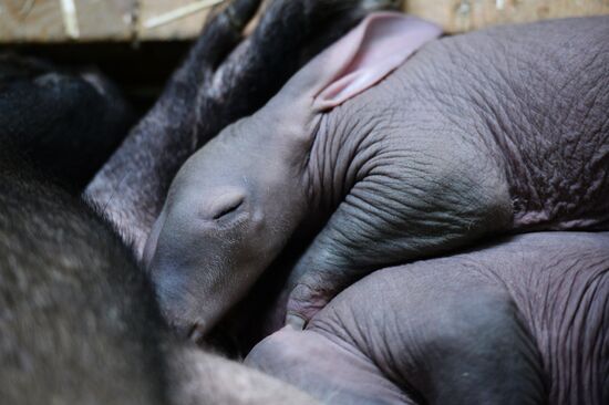 Aardvark twins born at the Yekaterinburg Zoo