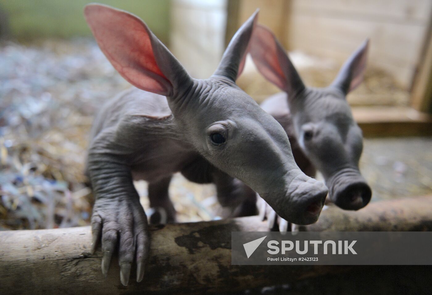 Aardvark twins born at the Yekaterinburg Zoo