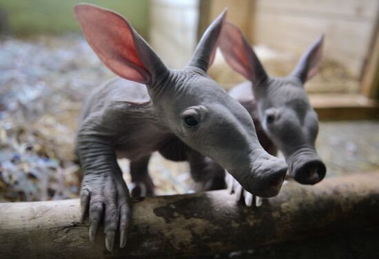 Aardvark twins born at the Yekaterinburg Zoo