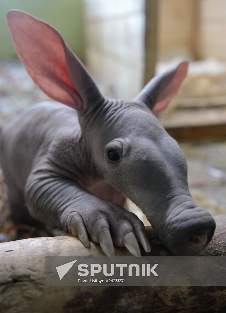 Aardvark twins born at the Yekaterinburg Zoo