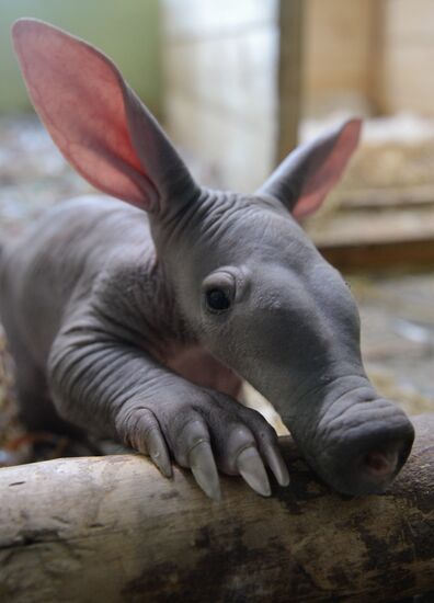Aardvark twins born at the Yekaterinburg Zoo