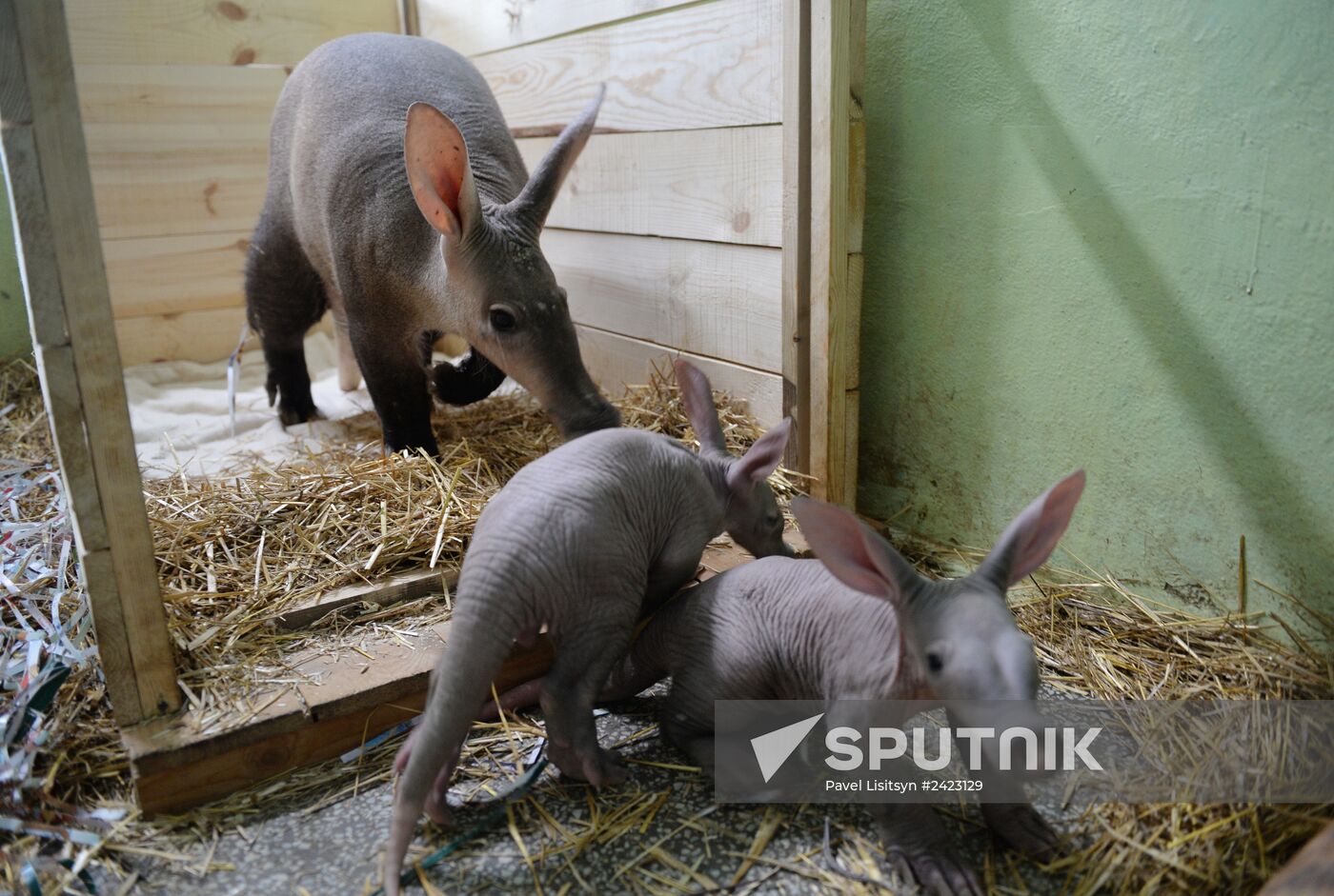 Twin aardvarks born at Yekaterinburg Zoo