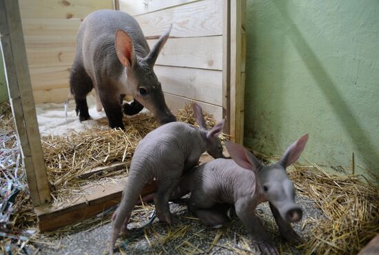 Twin aardvarks born at Yekaterinburg Zoo