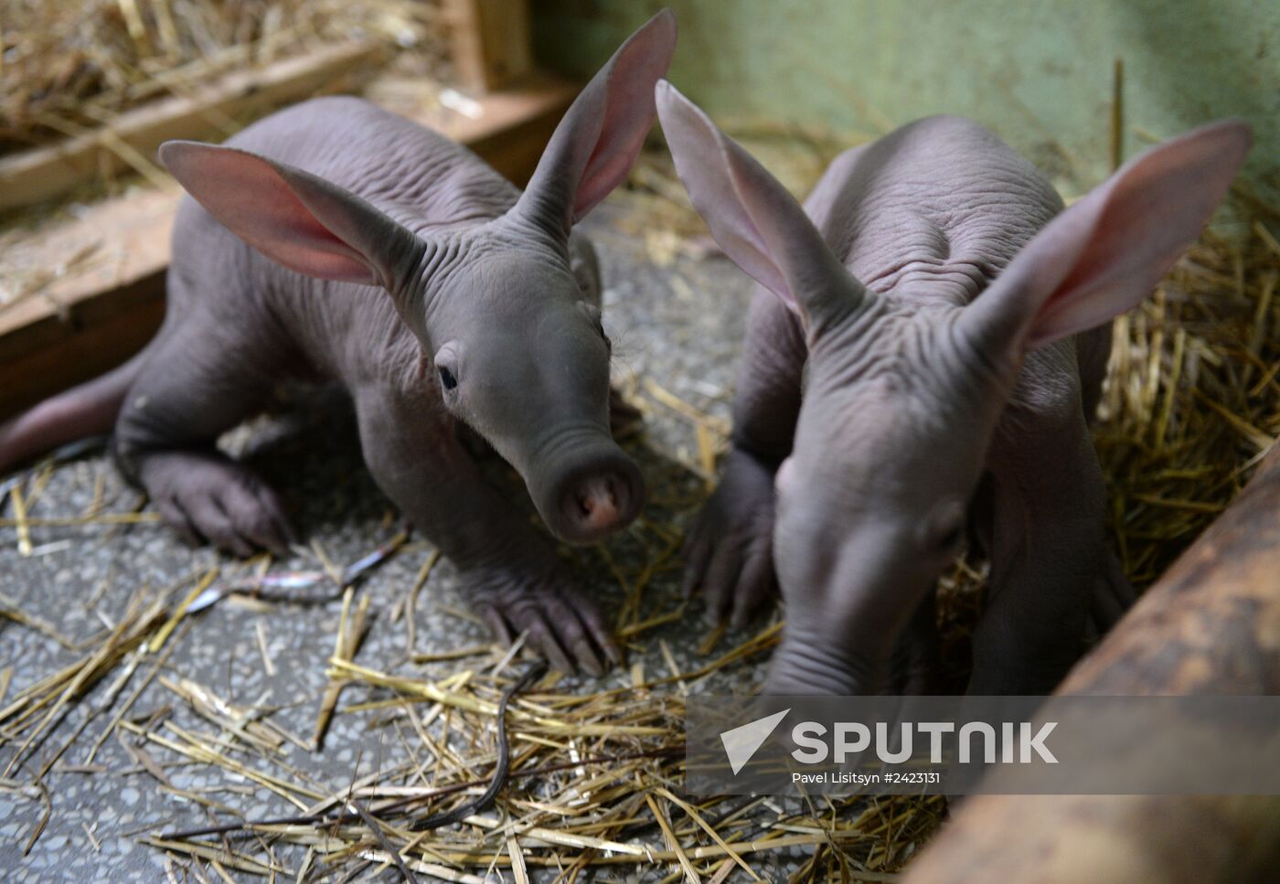 Twin aardvarks born at Yekaterinburg Zoo