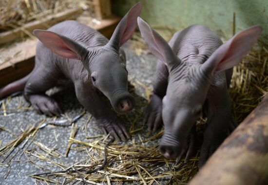 Twin aardvarks born at Yekaterinburg Zoo