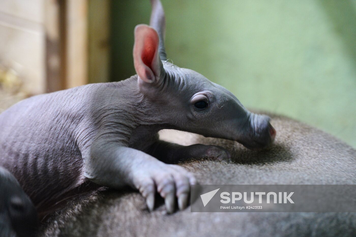 Twin aardvarks born at Yekaterinburg Zoo