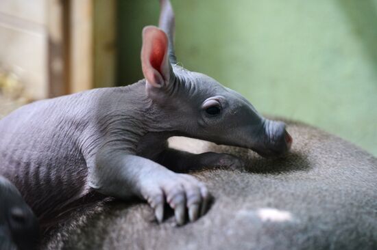 Twin aardvarks born at Yekaterinburg Zoo