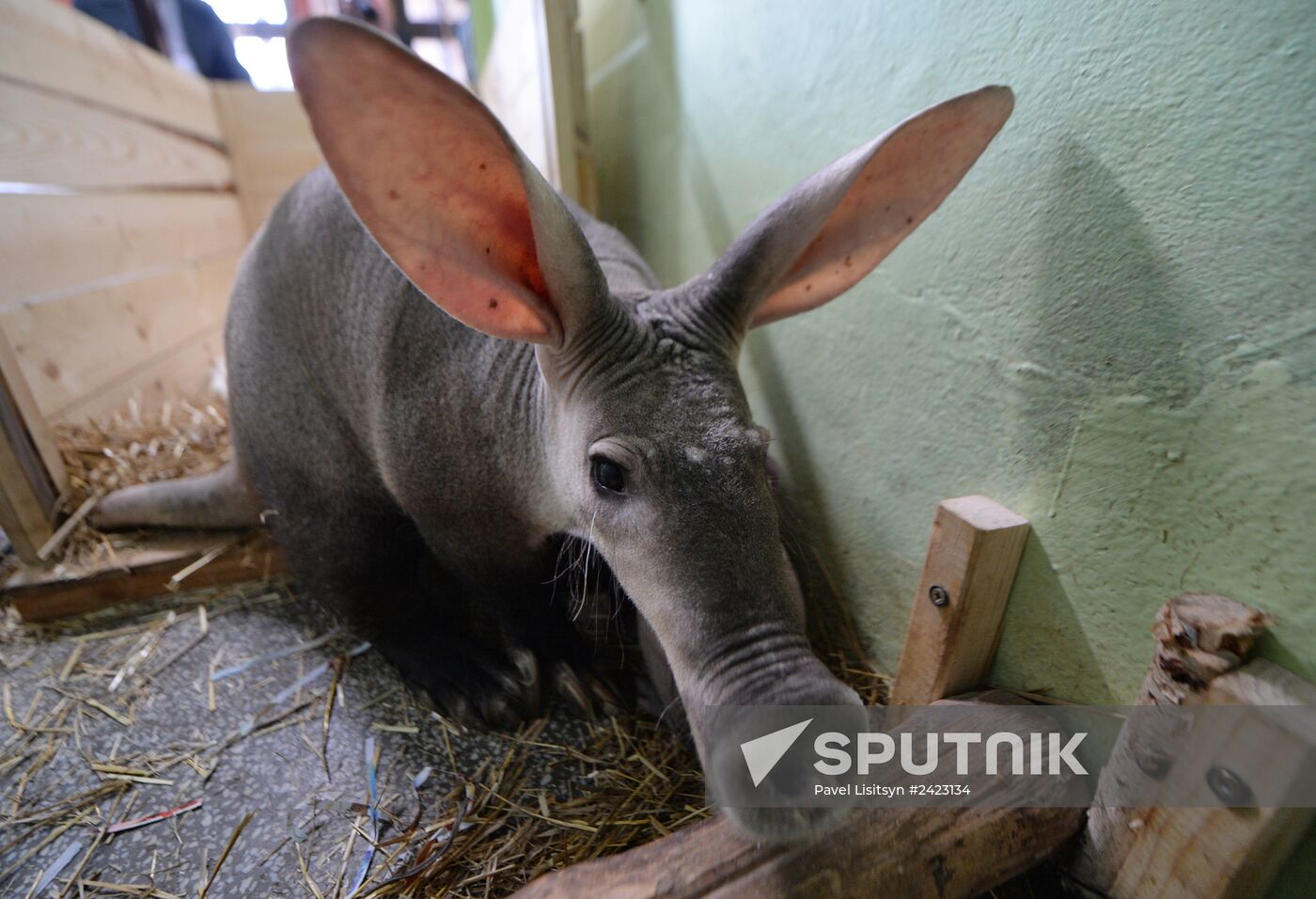 Twin aardvarks born at Yekaterinburg Zoo