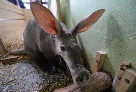 Twin aardvarks born at Yekaterinburg Zoo