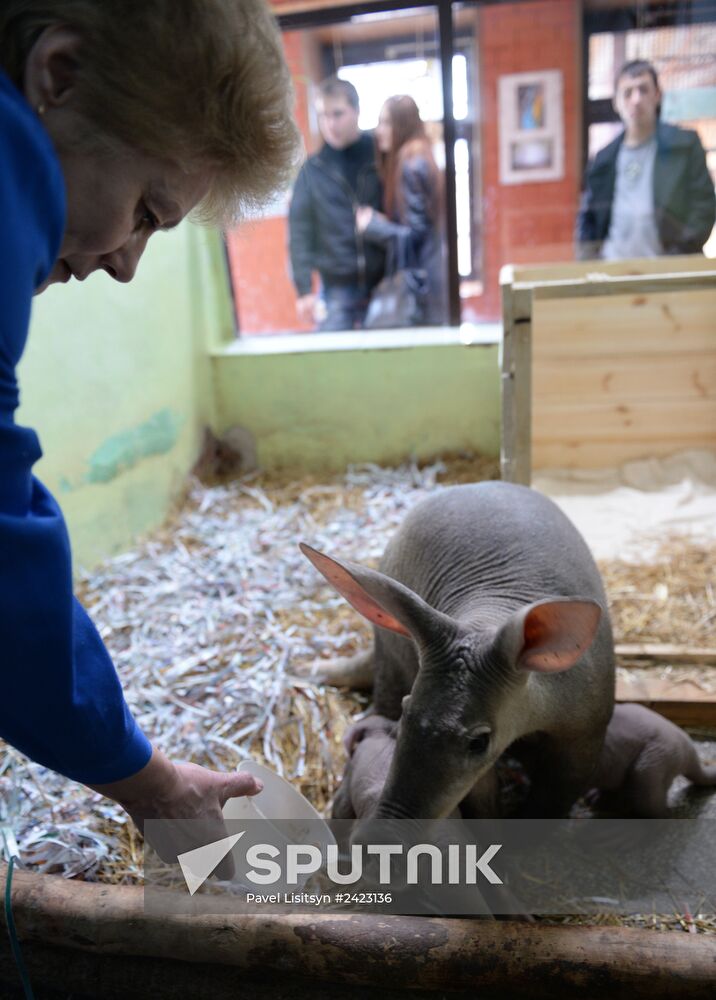Twin aardvarks born at Yekaterinburg Zoo