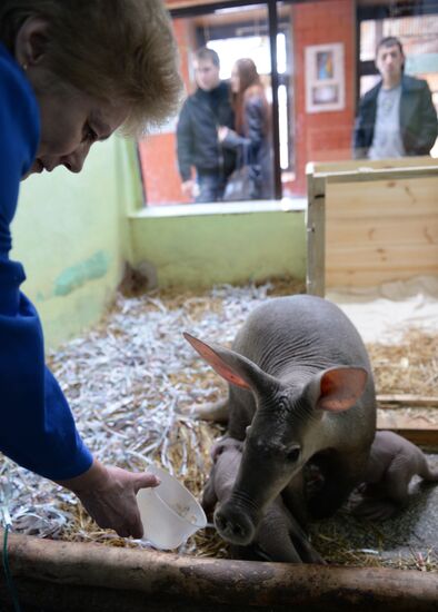 Twin aardvarks born at Yekaterinburg Zoo