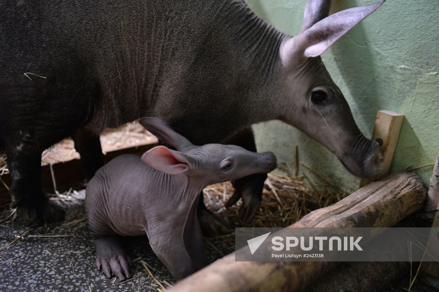 Twin aardvarks born at Yekaterinburg Zoo