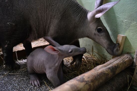 Twin aardvarks born at Yekaterinburg Zoo