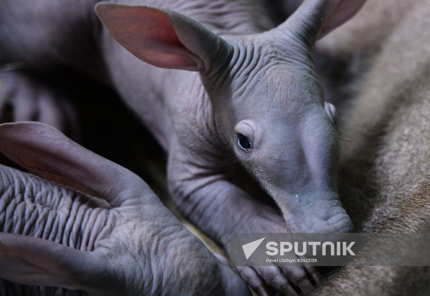 Twin aardvarks born at Yekaterinburg Zoo