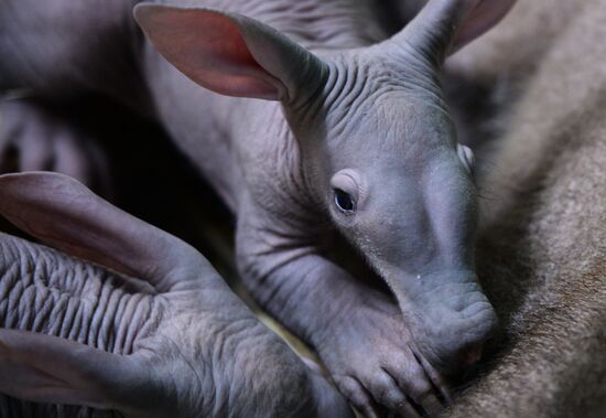 Twin aardvarks born at Yekaterinburg Zoo
