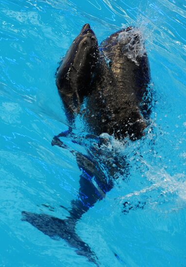 Performance at Donetsk Dolphinarium