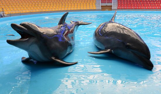 Performance at Donetsk Dolphinarium