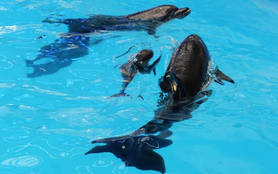 Performance at Donetsk Dolphinarium