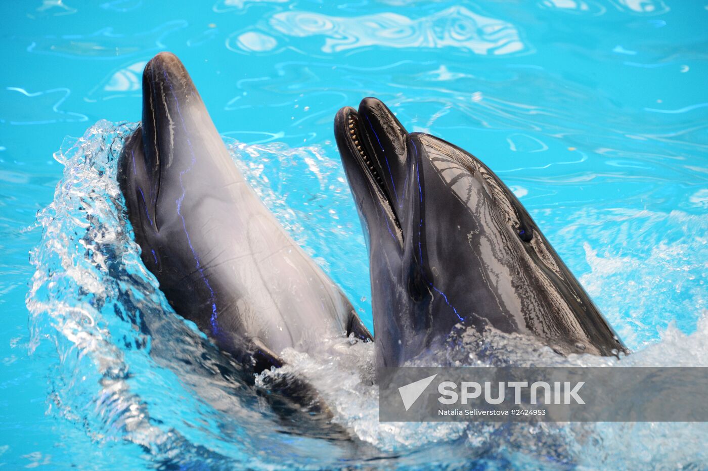 Performance at Donetsk Dolphinarium
