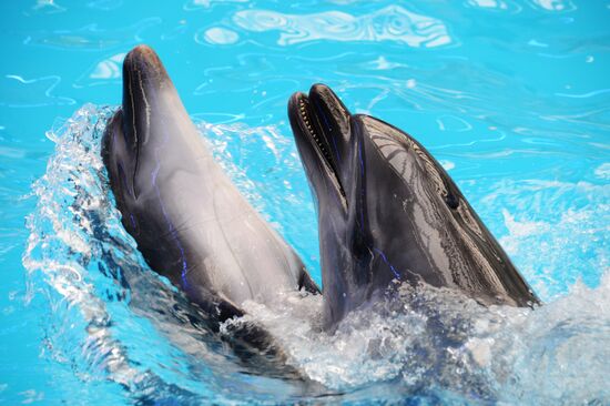 Performance at Donetsk Dolphinarium