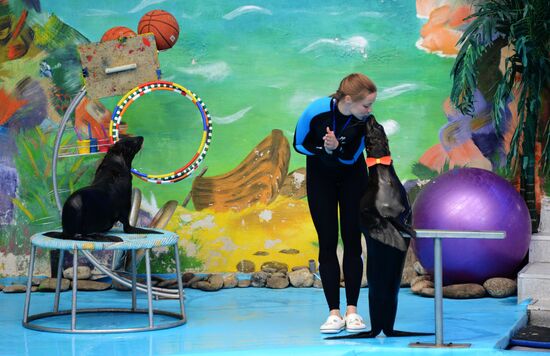 Performance at Donetsk Dolphinarium