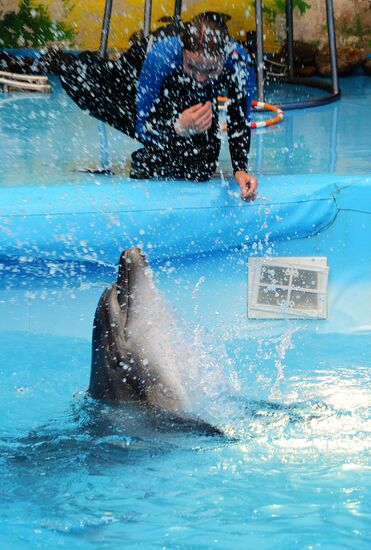 Performance at Donetsk Dolphinarium