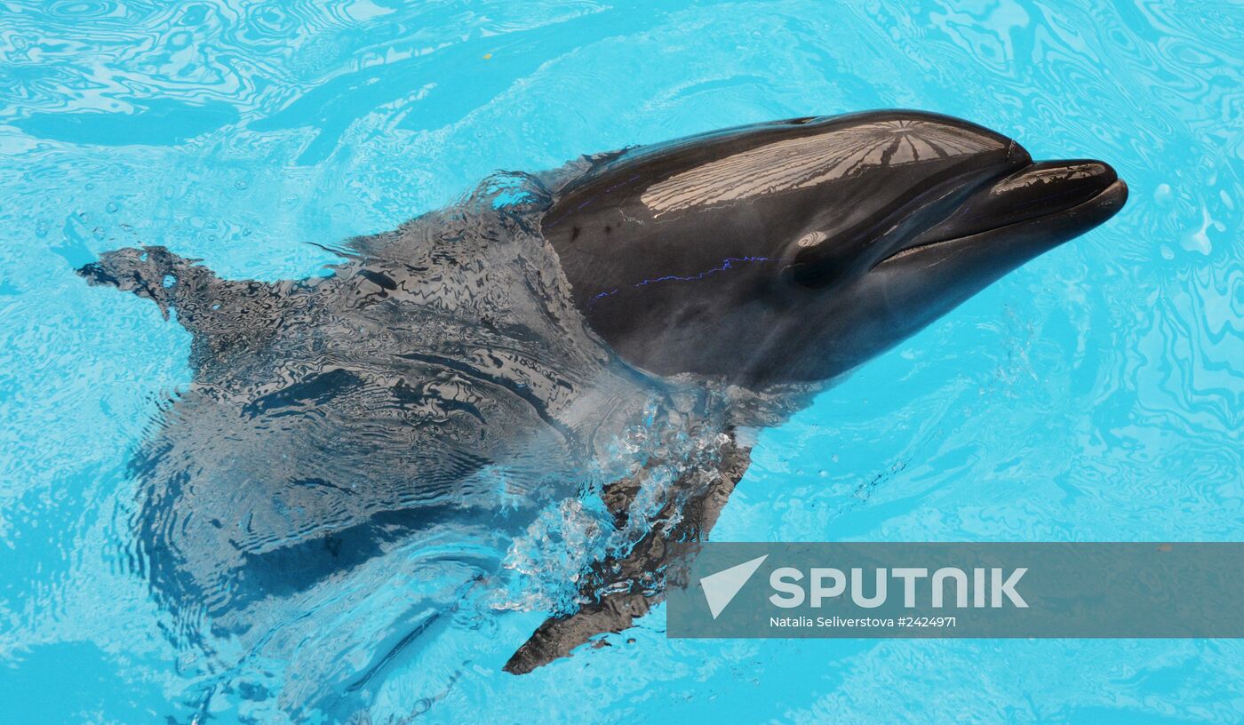 Performance at Donetsk Dolphinarium