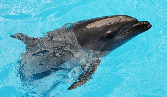 Performance at Donetsk Dolphinarium