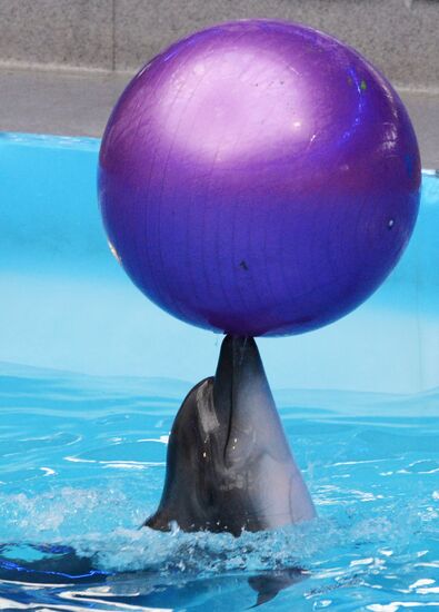 Performance at Donetsk Dolphinarium