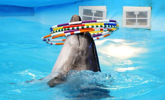 Performance at Donetsk Dolphinarium