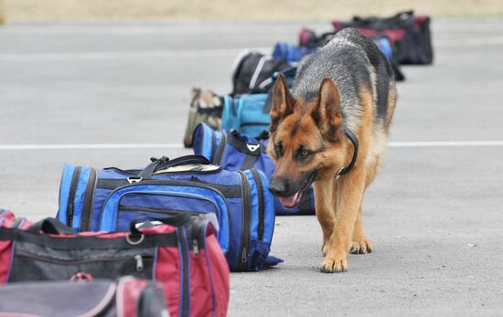 War dogs breeding school championship in Rostov-on-Don