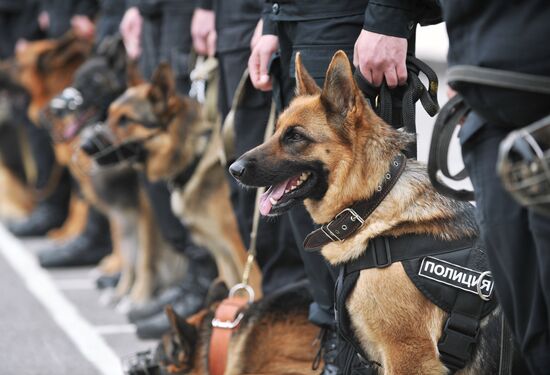 War dogs breeding school championship in Rostov-on-Don