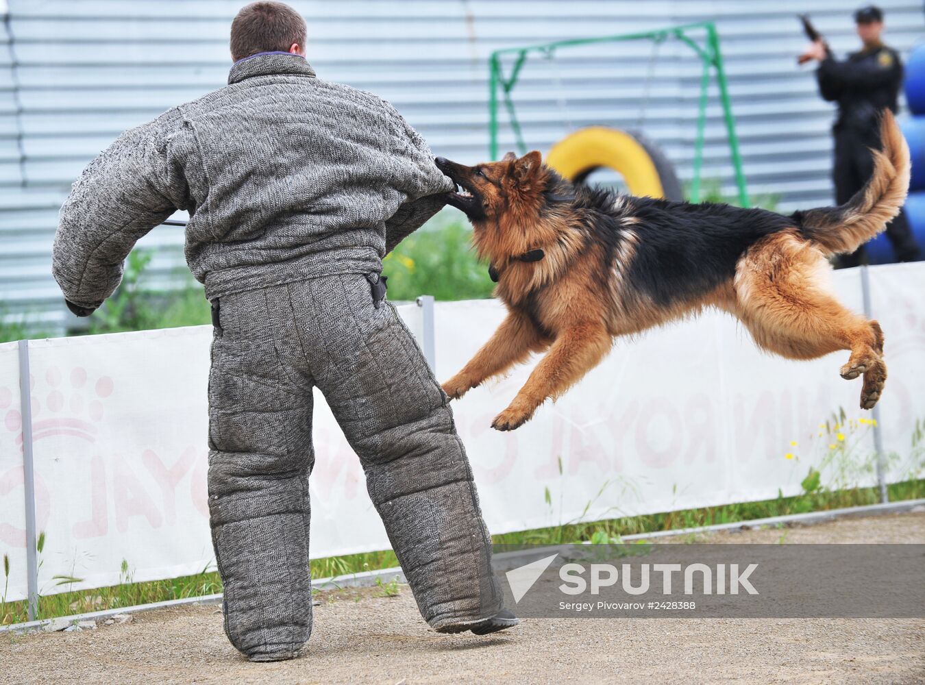 War dogs breeding school championship in Rostov-on-Don