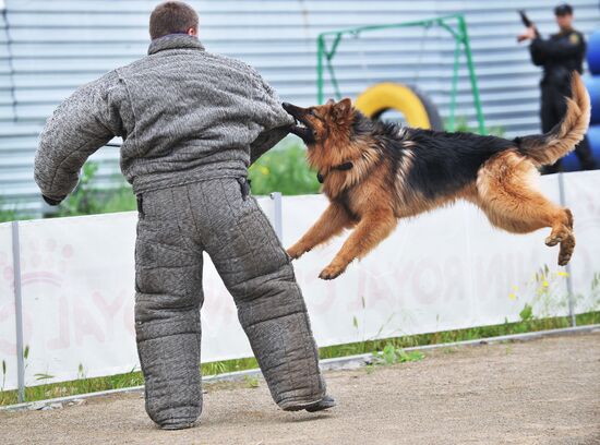 War dogs breeding school championship in Rostov-on-Don