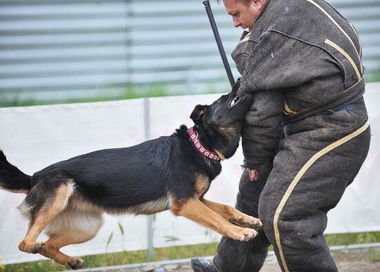 War dogs breeding school championship in Rostov-on-Don
