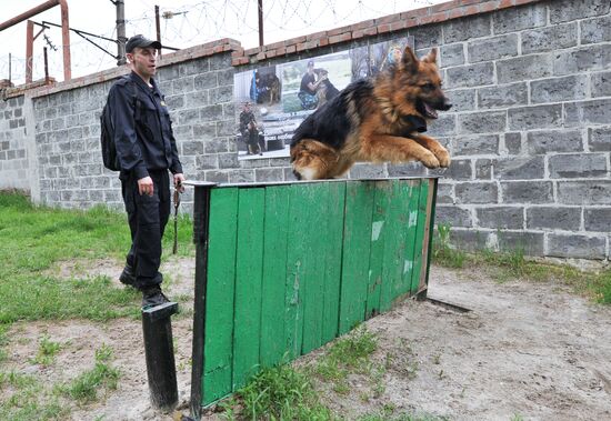 War dogs breeding school championship in Rostov-on-Don