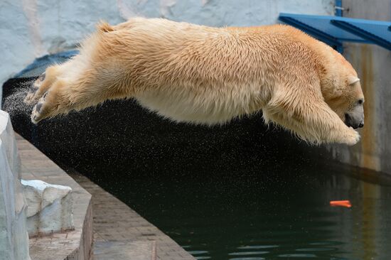 The Novosibirsk Zoo