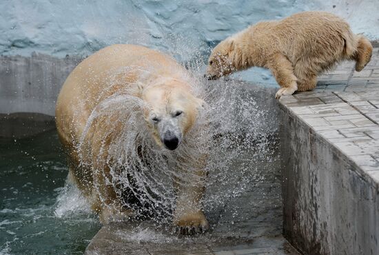 The Novosibirsk Zoo