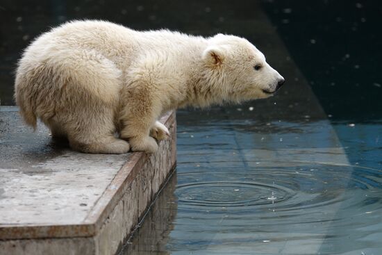 The Novosibirsk Zoo