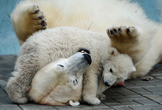 The Novosibirsk Zoo
