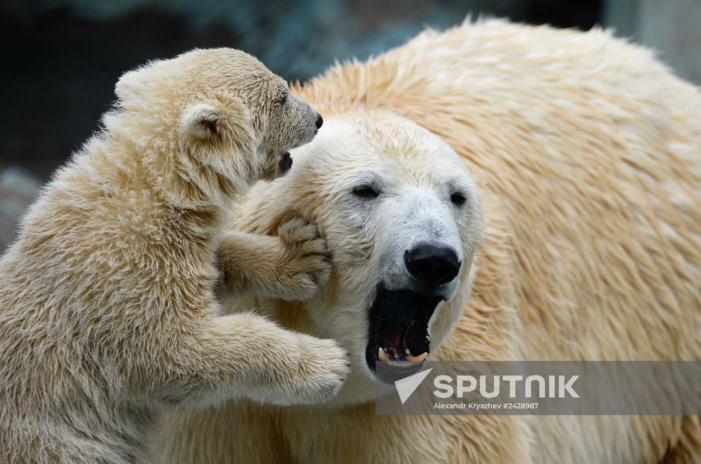 The Novosibirsk Zoo