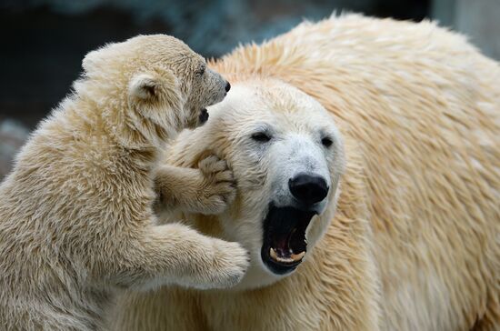 The Novosibirsk Zoo