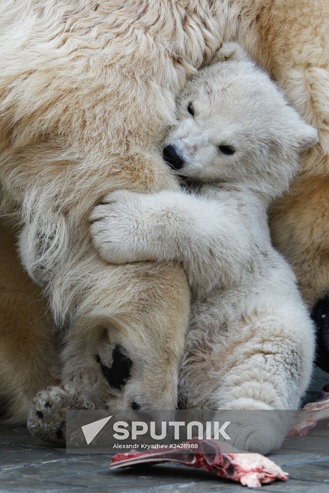 The Novosibirsk Zoo