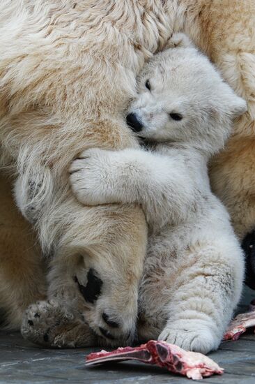 The Novosibirsk Zoo