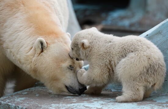 The Novosibirsk Zoo