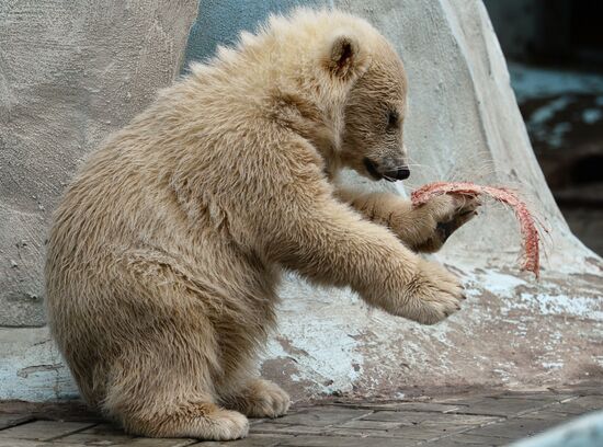 The Novosibirsk Zoo