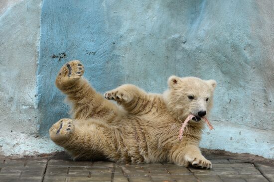 The Novosibirsk Zoo