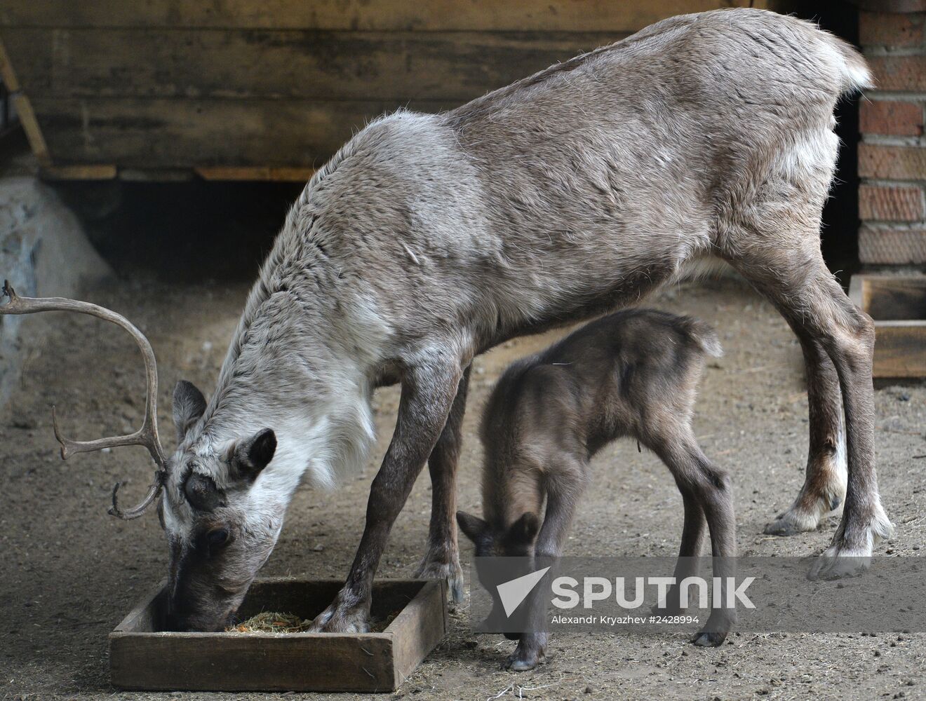 The Novosibirsk Zoo