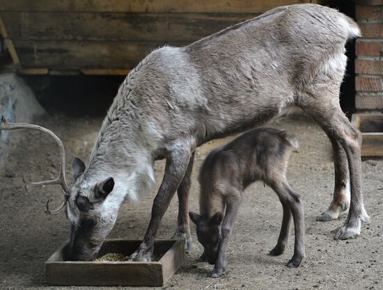 The Novosibirsk Zoo